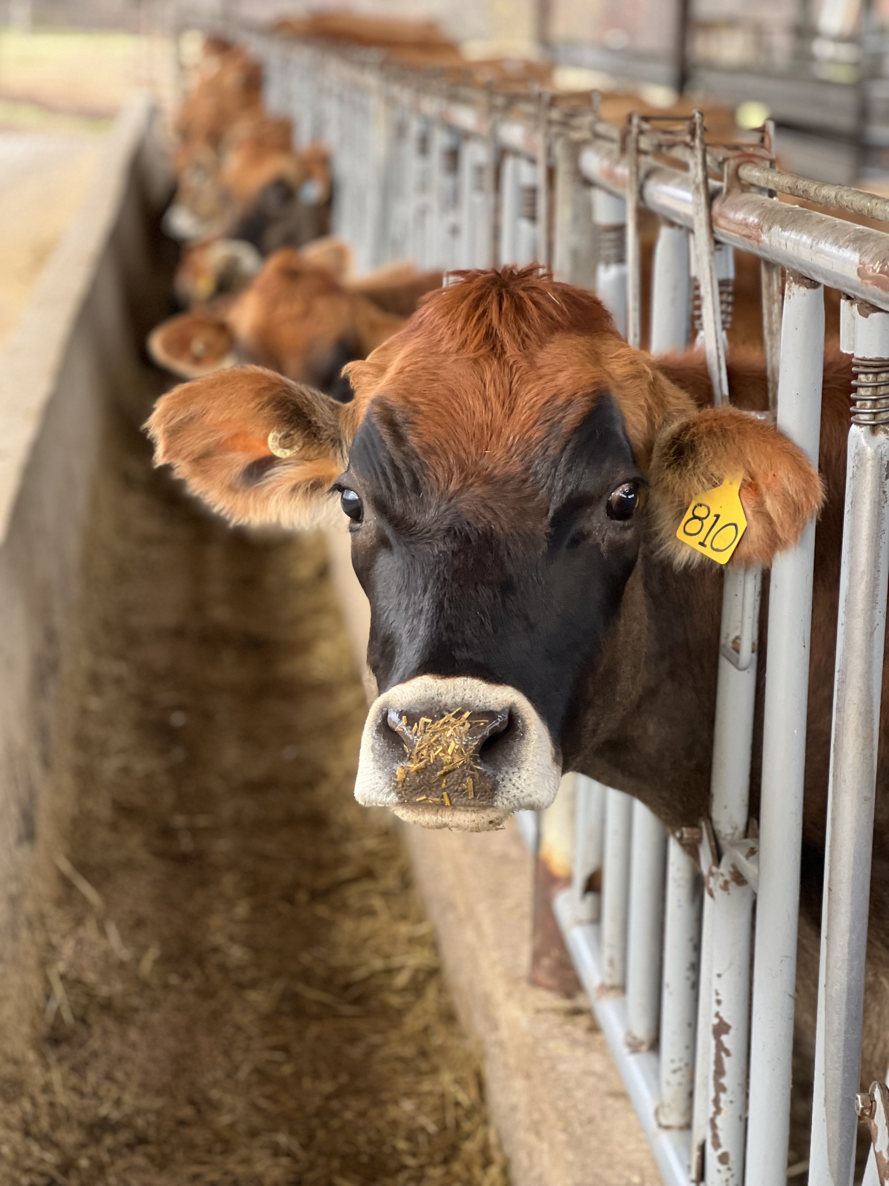 Farm Animals: Griffin Poulter, York