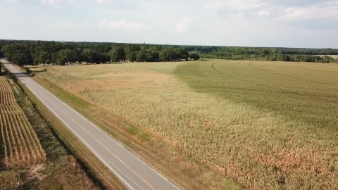 Crop lose in Allendale County