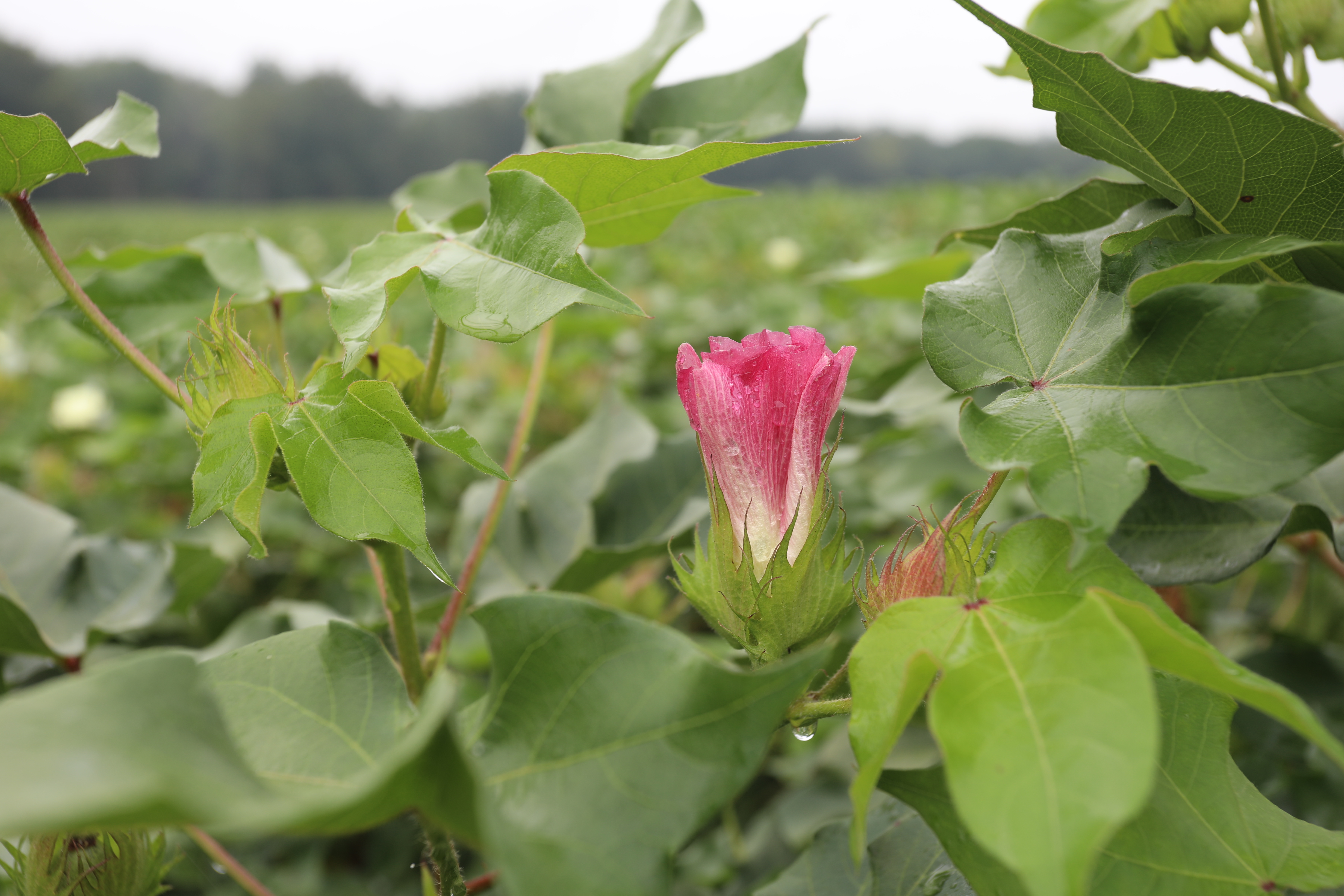 Cotton flower